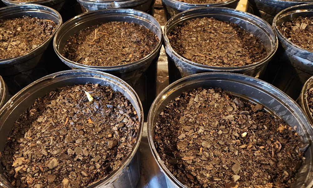 Ginger seeds sprouting from Ginger Seeds in Virginia