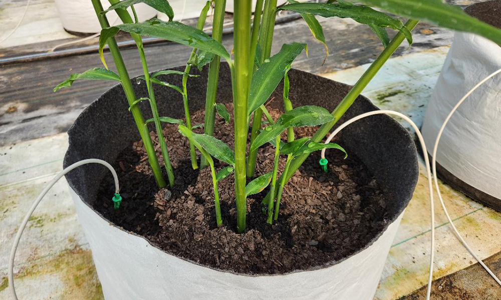 Young ginger grown from ginger seed by Ginger Seeds in Virginia