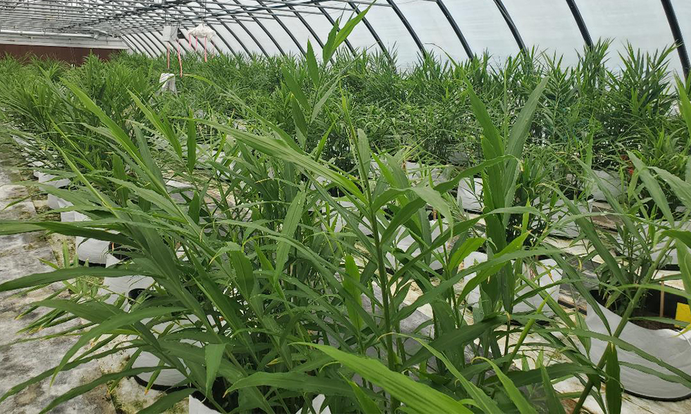 Mature summer ginger grown from ginger seed by Ginger Seeds in Virginia