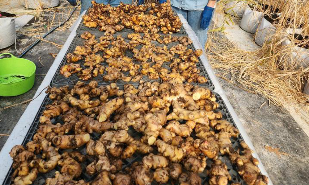 Ginger by Ginger Seeds in Virginia